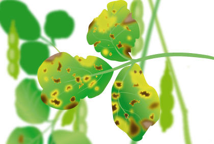 阳台种植毛豆防病虫害完全指南，轻松种出健康毛豆