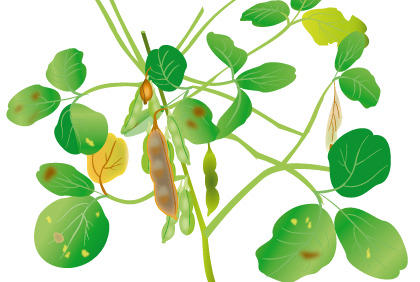 阳台种植毛豆防病虫害完全指南，轻松种出健康毛豆