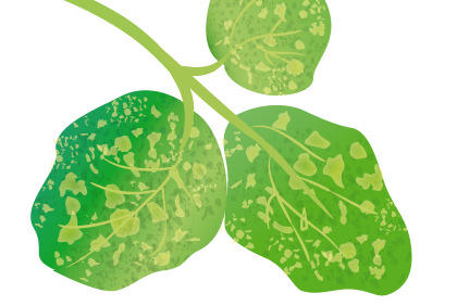 阳台种植毛豆防病虫害完全指南，轻松种出健康毛豆