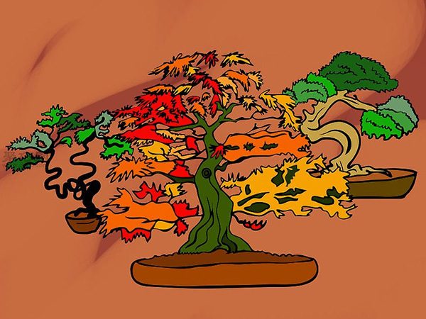 种植盆栽图片教程 9