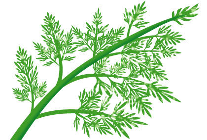 阳台种植胡萝卜防病指南：常见疾病识别与防治方法