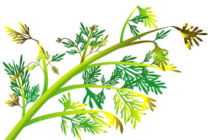 阳台种植胡萝卜防病指南：常见疾病识别与防治方法