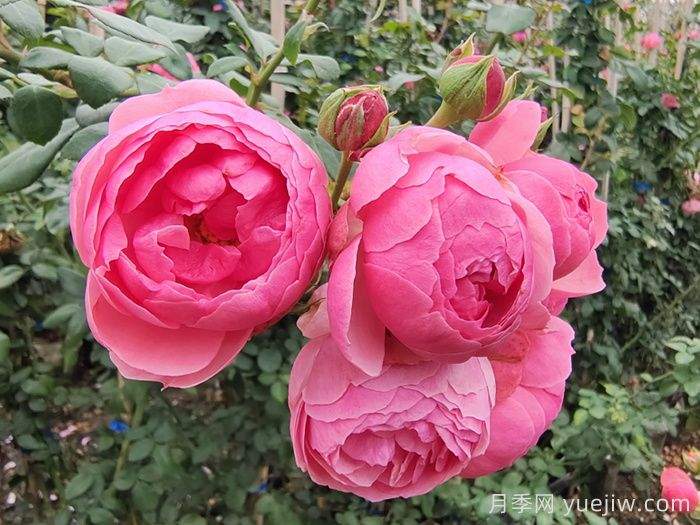 威海适合养月季花吗？市花和市树是什么？(图1)