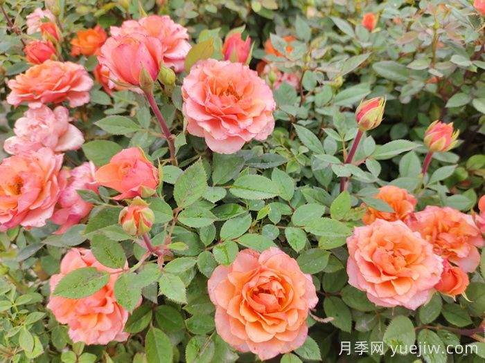 月季黑星病应该如何防治(图1)