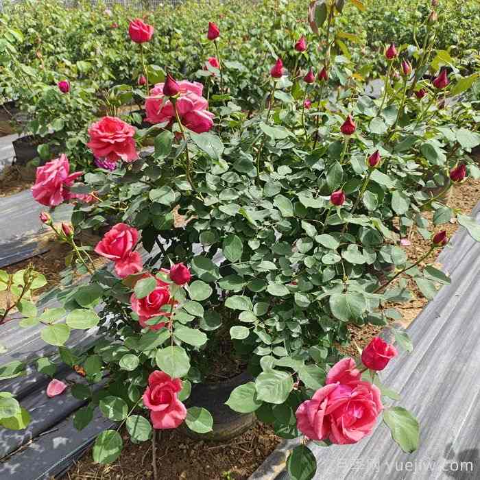 园林绿化中正确选择合适绿化苗木 (图2)