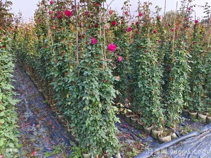 乔木灌木秋季施肥管理有哪些要求？(图2)