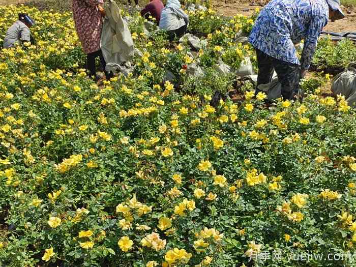 9月园林花木养护工作要点(图3)