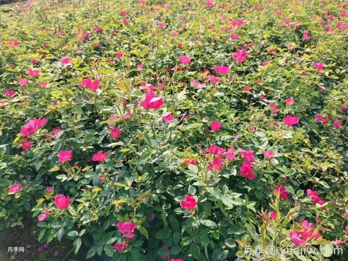 9月园林花木养护工作要点(图1)