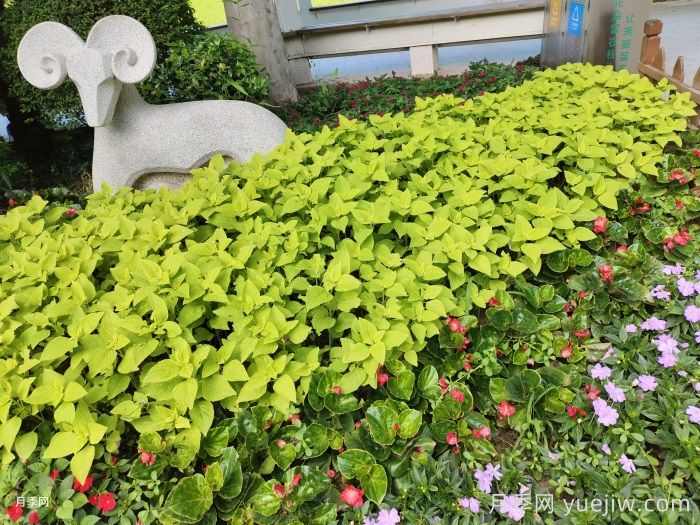 如何运用植物色彩方案配置路缘花境？(图1)