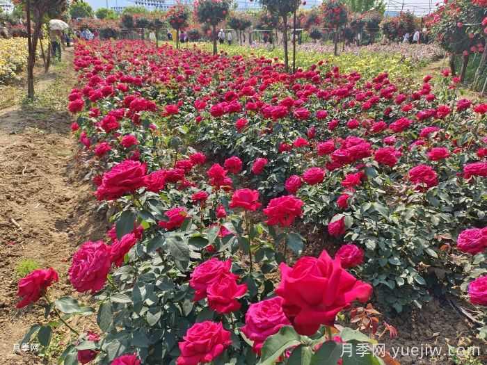 夏季园林花木生存指南，10项措施应对高温(图2)