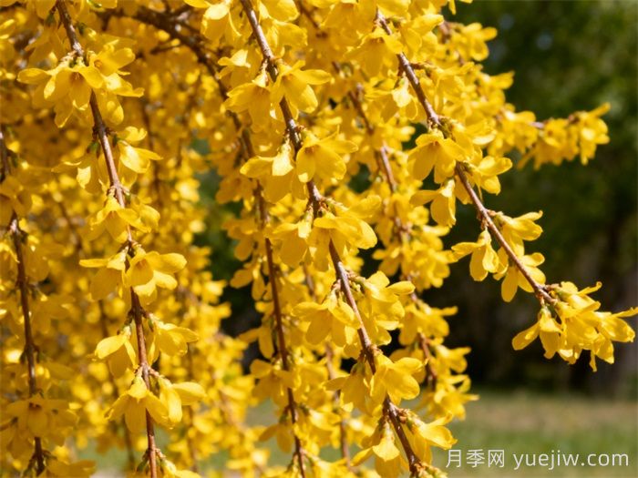 连翘的功效作用及禁忌是什么？(图1)