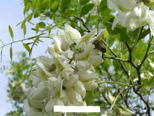 为何洋槐在园林绿化中的应用越来越少(图1)