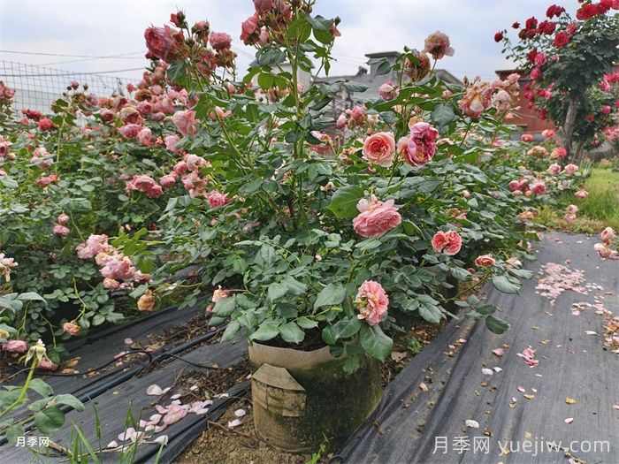 精品丛生苗木，发展潜力大(图1)