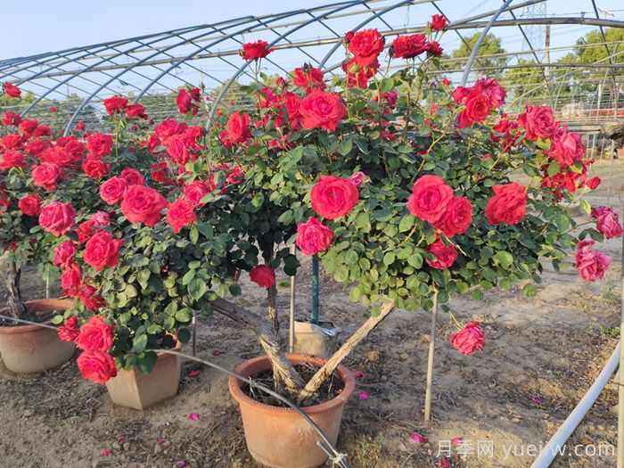 精品丛生苗木，发展潜力大(图2)