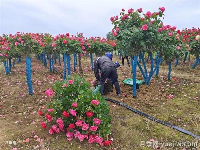 古桩月季移栽日常养护管理技术(图2)