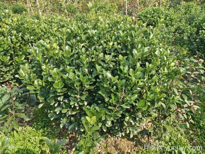 冬青球的养殖和护理方法(图1)