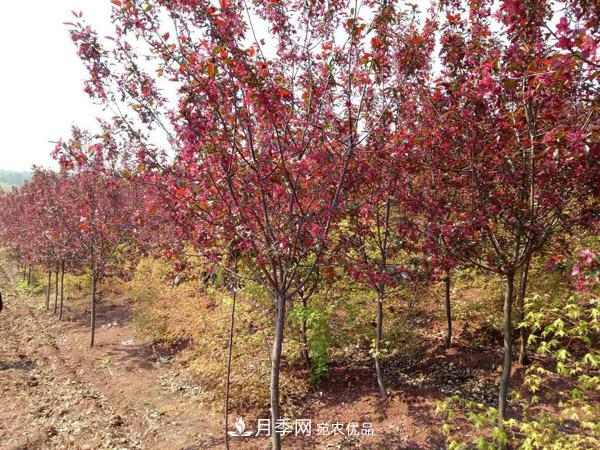 红叶李苗木种植时间及管理(图1)