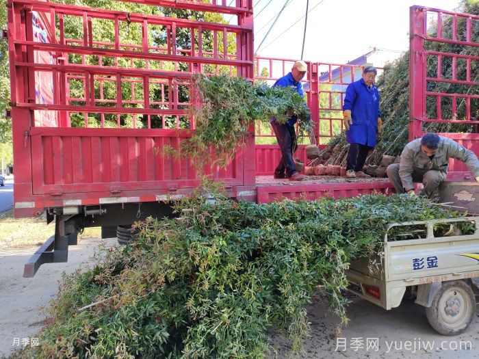 新手不懂苗木也能采购？绿化苗木采购指南(图1)