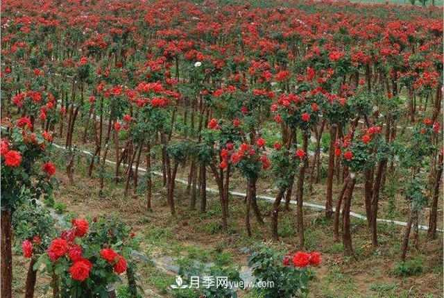 新乡获嘉县高秆月季销售旺助农增收(图1)