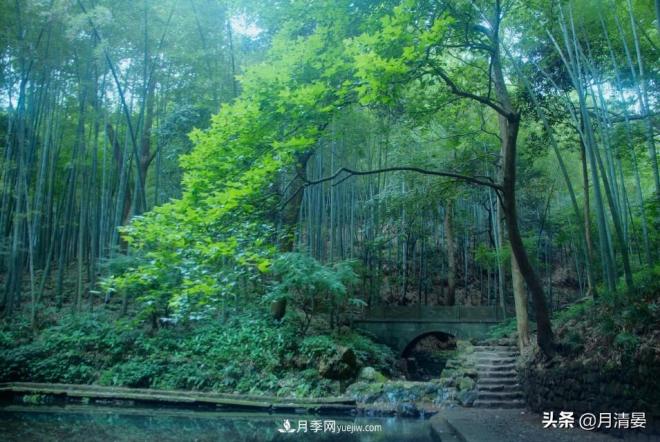 盘点那些记忆里的花木景色(图4)