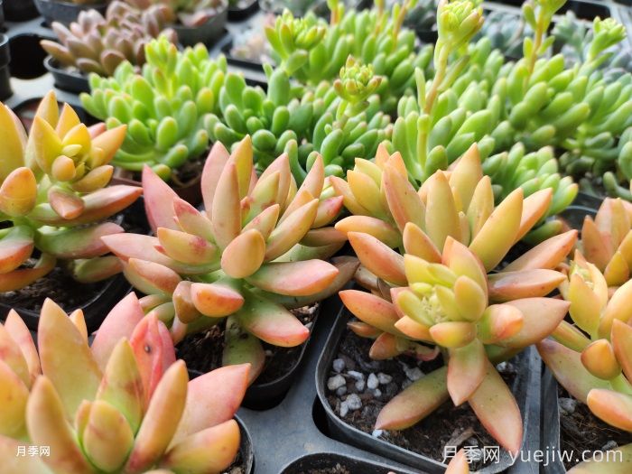 多肉如何安全度夏？(图1)