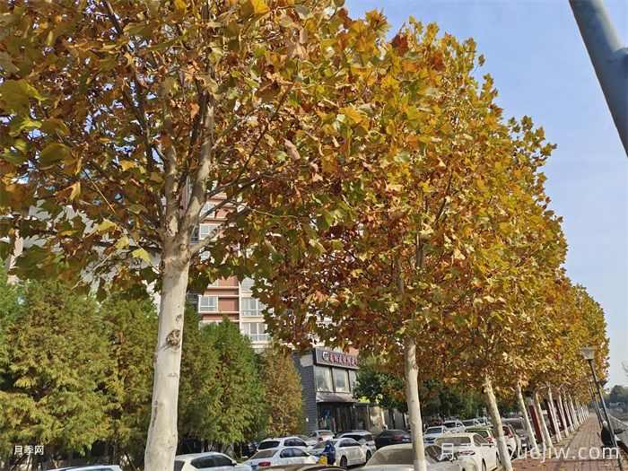 中国用量最大的十种乔木行道树优缺点(图1)