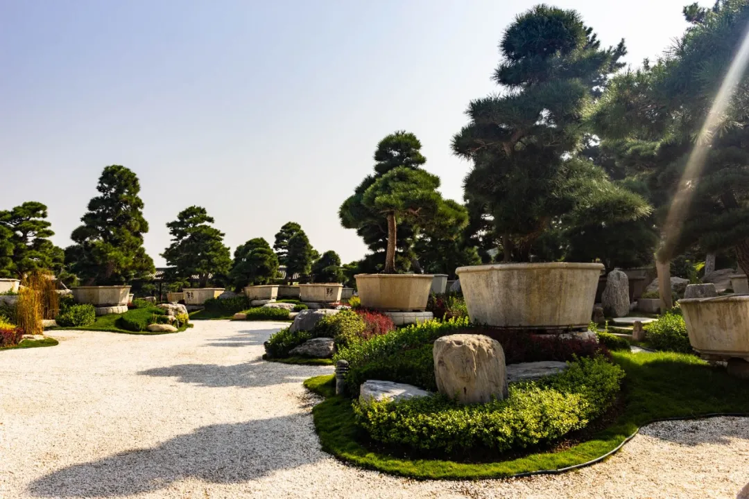 这种高颜值、高利润的苗木，竟然缺点不少(图8)