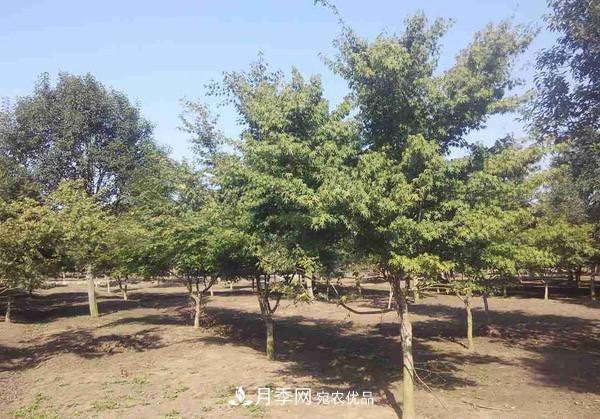 移栽苗木大树，记住这几点，成活率翻倍(图1)