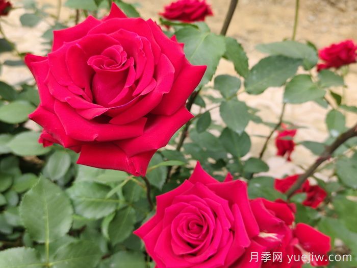 花卉苗木专业术语知识点(图1)