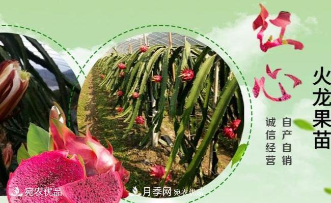 南阳火龙果苗种植方法简单易成活，记住五点产量高(图1)