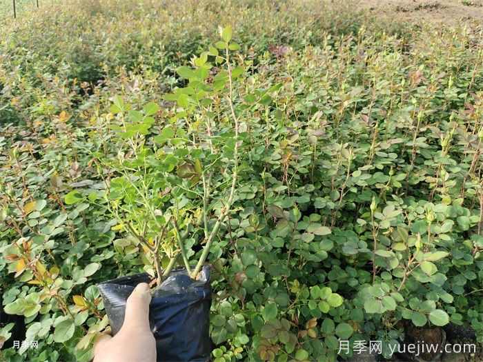 四月份苗圃管理措施和园林养护措施(图1)