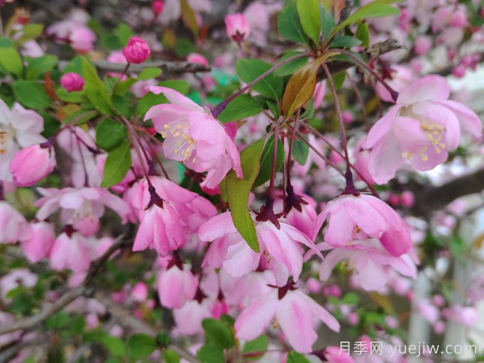 垂丝海棠和西府海棠有什么区别？(图1)