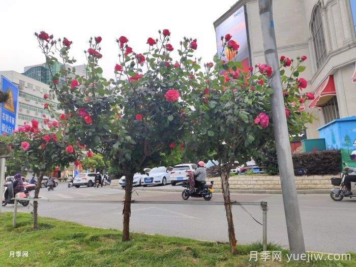 常见绿化的类型和景观植物配置(图2)