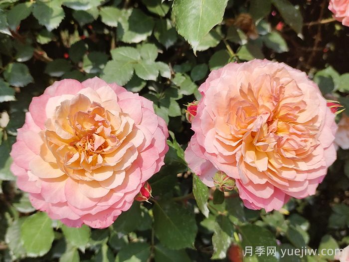 月季，与花卉有关的一些知识(图1)