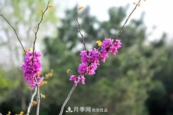 这些苗木价格最贵，市场潜力大，未来可以继续发展！(图4)