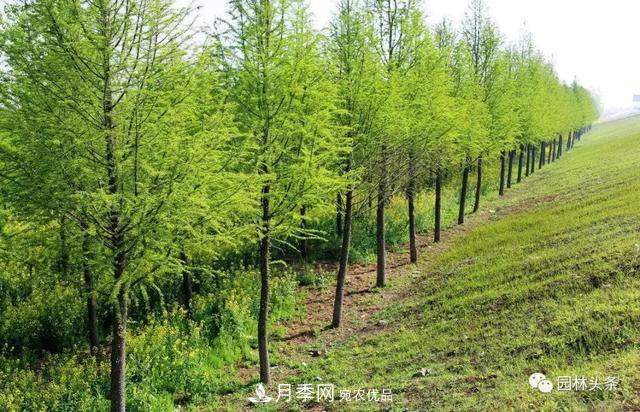 这些苗木价格最贵，市场潜力大，未来可以继续发展！(图7)