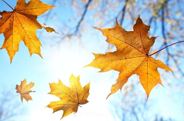 这些5种高端苗木向来就是“抢手货”，你知道几个？(图1)