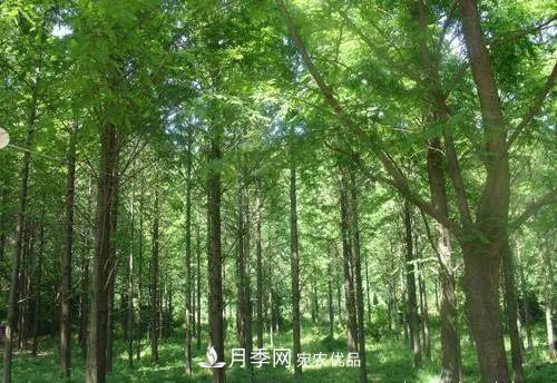 这些5种高端苗木向来就是“抢手货”，你知道几个？(图4)