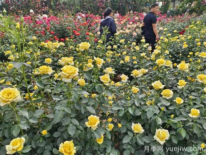 河南南阳月季花开醉游人(图1)