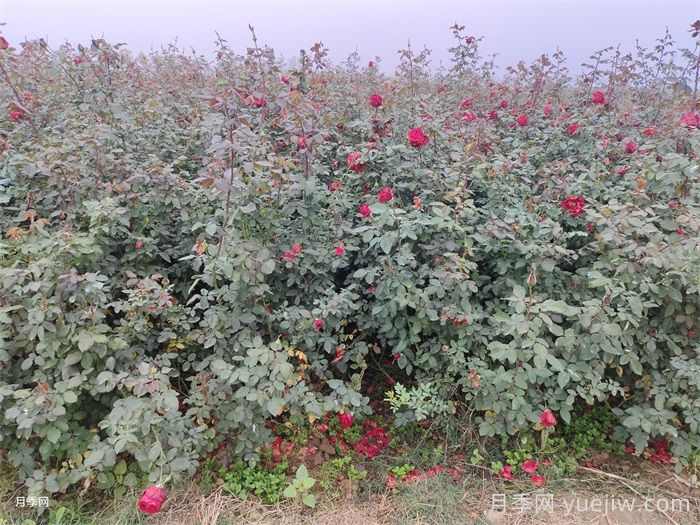 月季苗圃除草剂该怎么合理使用？(图1)