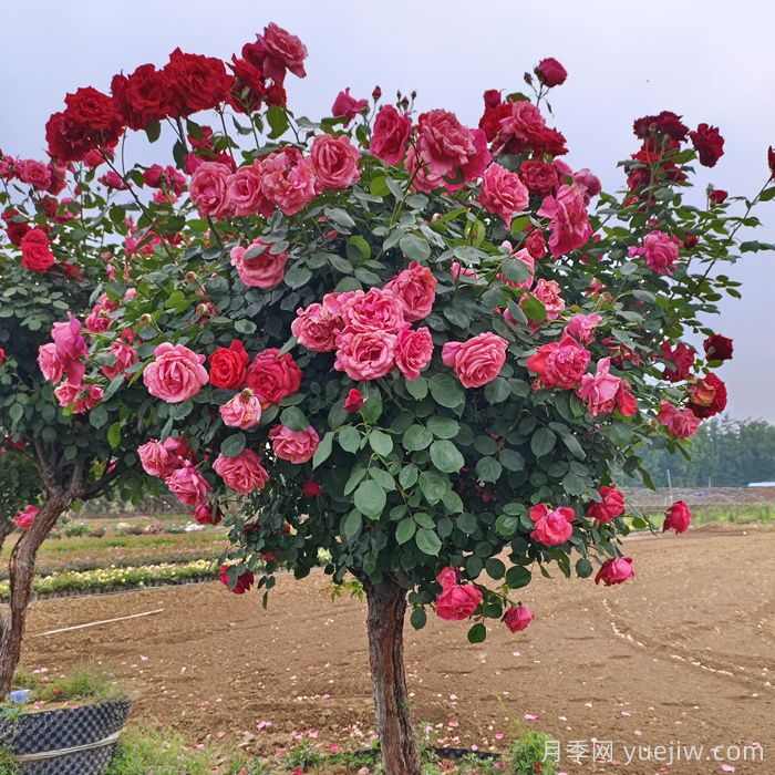 常用苗木专业术语，园林人必知(图1)