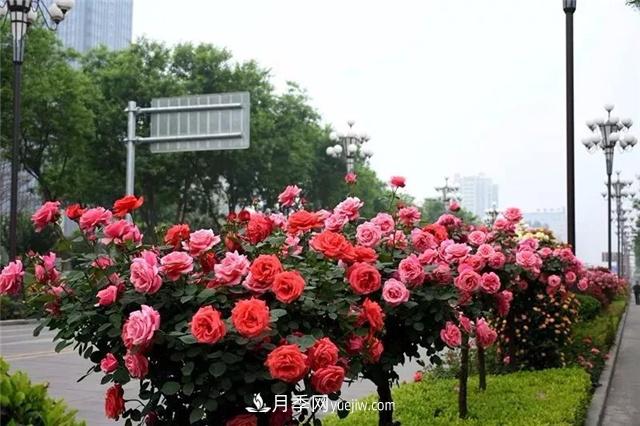 2021年全国苗木需求量预测，能种满2000多万亩苗圃(图1)