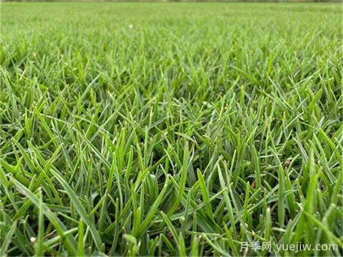 园林景观设计中常用的草坪草种类(图1)