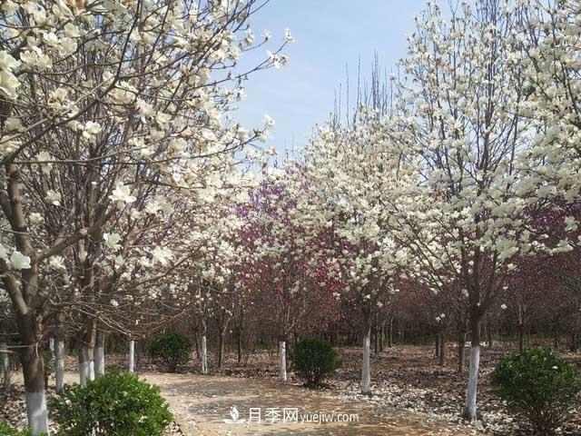 林木采伐证的过去、现在和未来，林木采伐证的演变历程和方向(图1)