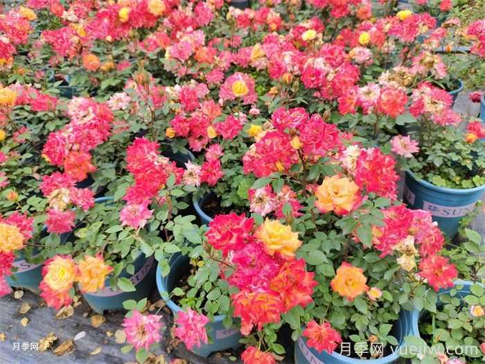 盆栽花卉种类有哪些？(图1)