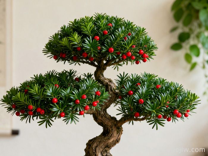 红豆杉日常养护的问题总结(图1)