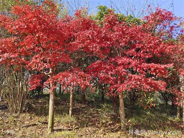 彩色乔灌木工程上需求量大，苗木市场行情看好(图1)