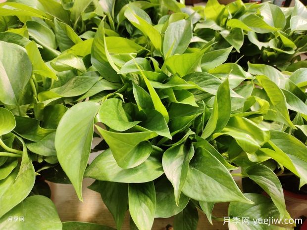 十大最好养的花是什么？(图1)