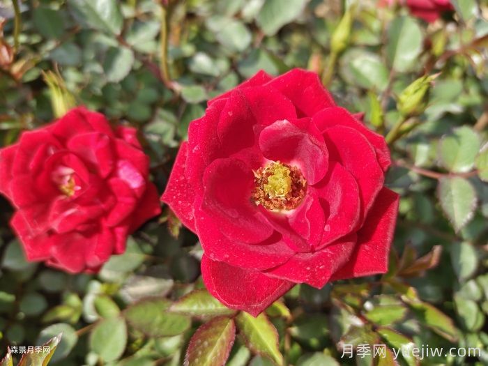 伊春适合养月季吗？市花和市树是什么？(图1)
