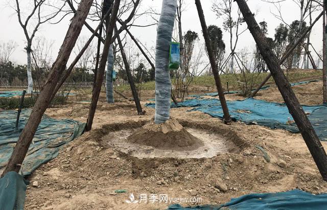 园林人有疑惑，苗木移植之后是先搭支撑还是先浇水？(图1)